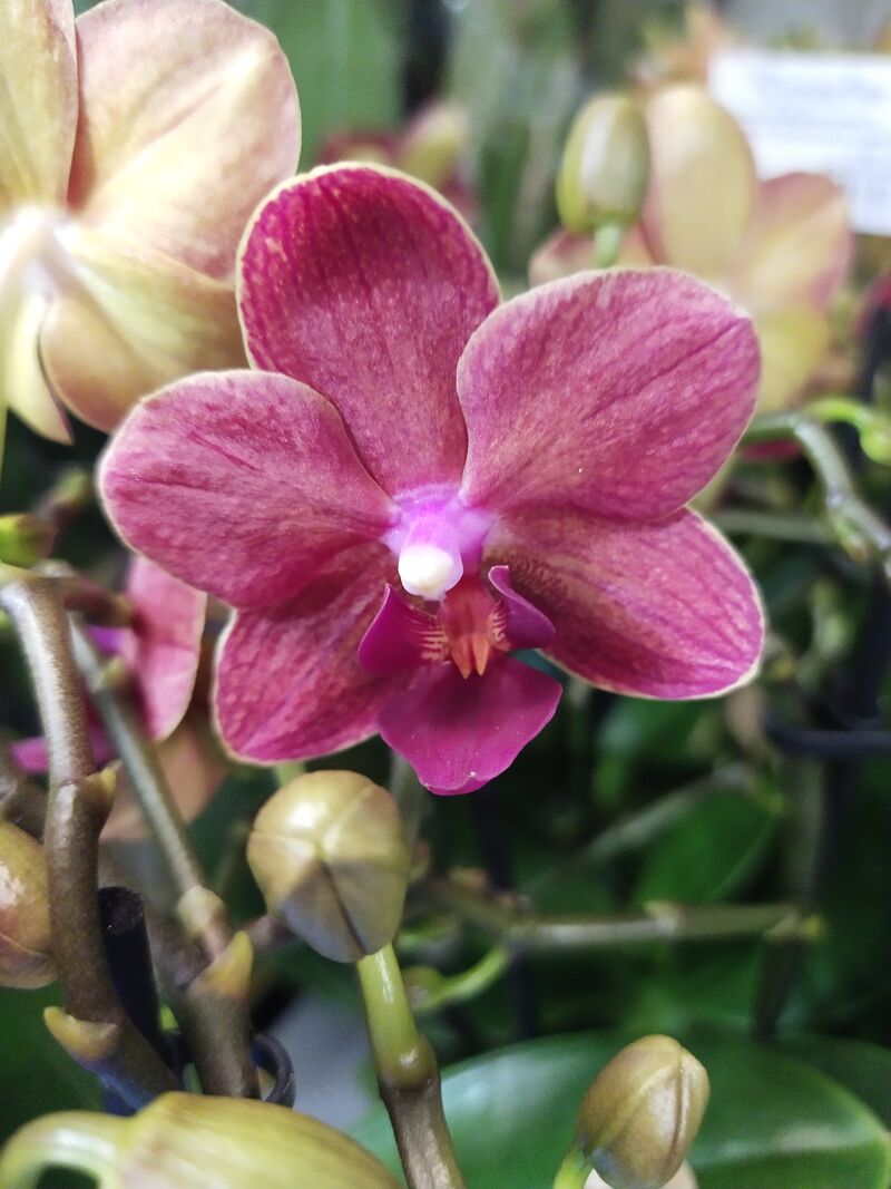 Орхидея Фаленопсиc  Salmon 9/30